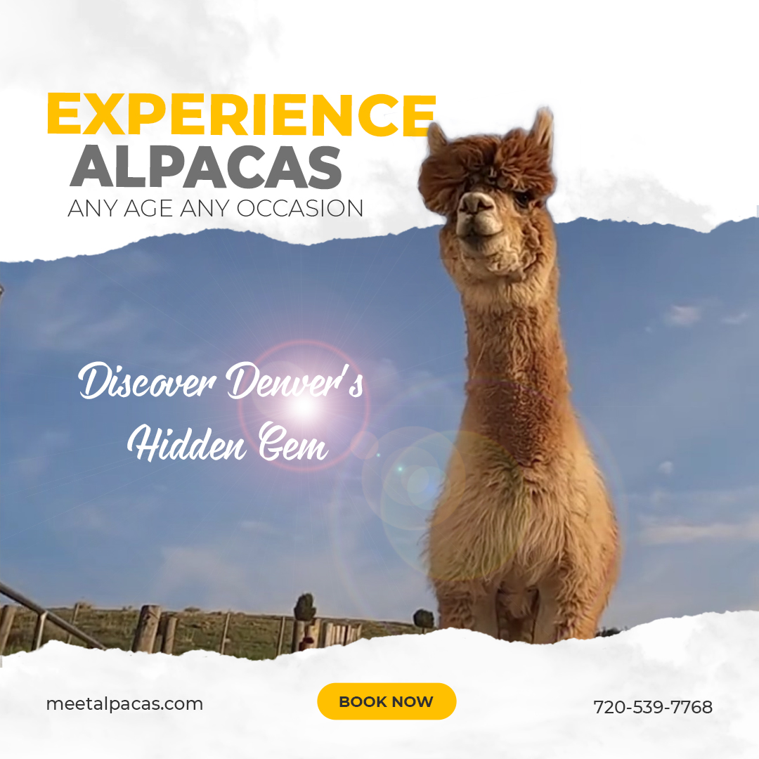 alpaca adventures package in Denver, Colorado