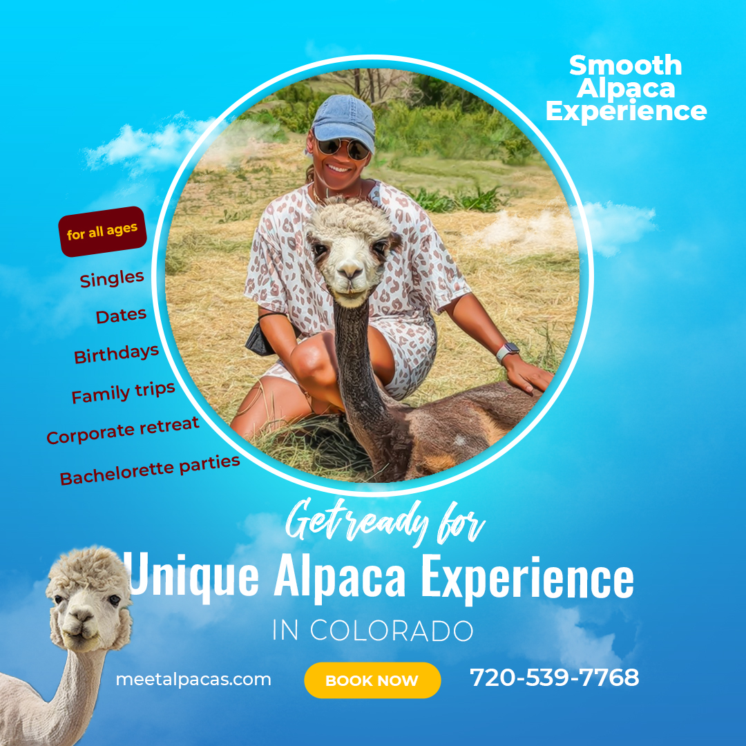 alpaca adventure tours in Denver, Colorado