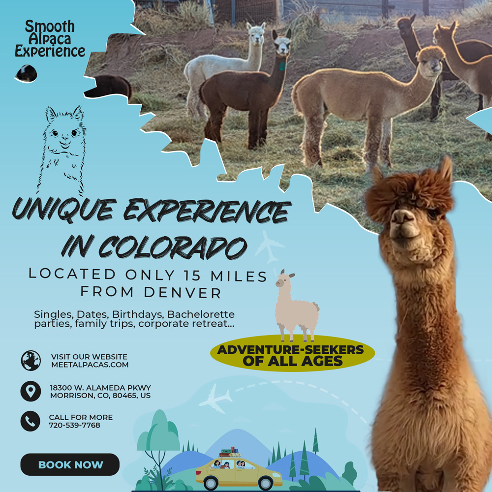 alpaca adventures in Denver, Colorado