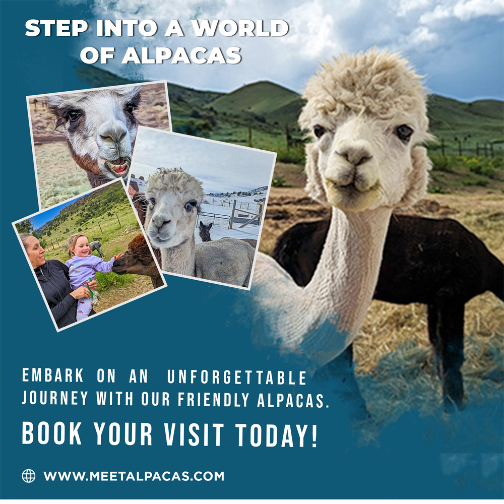 alpaca experiences in Colorado